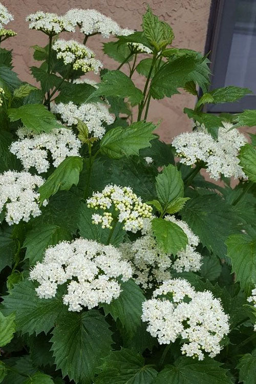  Blue Muffin Arrowwood Viburnum - 3 Pack Of Quart Pots