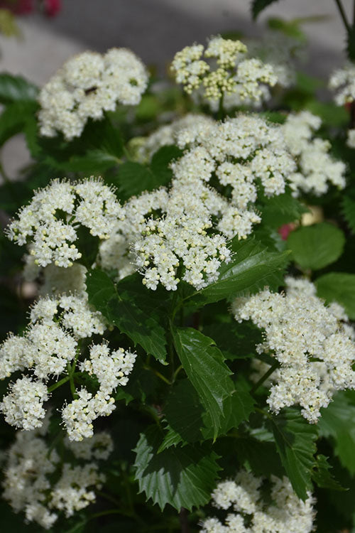  Blue Muffin Arrowwood Viburnum - 3 Pack Of Quart Pots