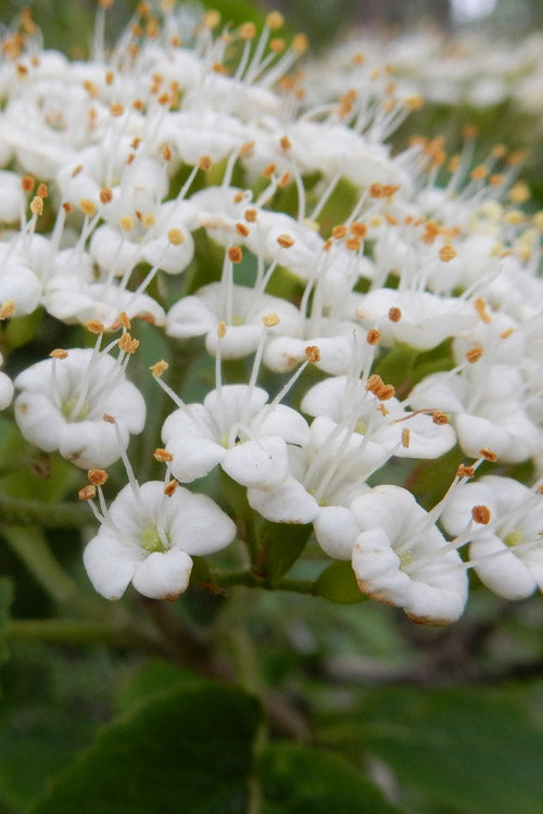  Mohican Arrowwood Viburnum - 6 Gallon Pot (4-5')