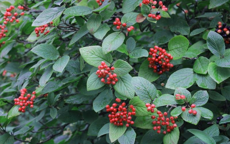 Mohican Arrowwood Viburnum - 6 Gallon Pot (4-5')