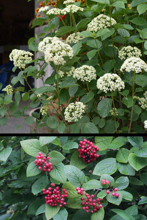  Mohican Arrowwood Viburnum - 6 Gallon Pot (4-5')