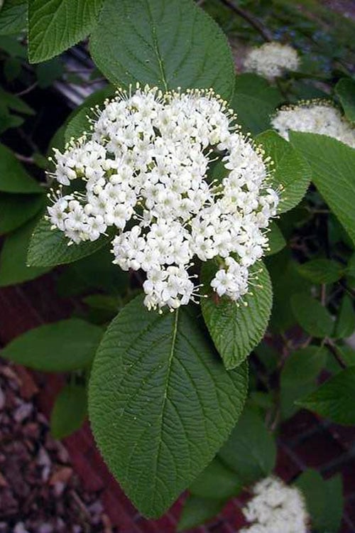  Mohican Arrowwood Viburnum - 6 Gallon Pot (4-5')