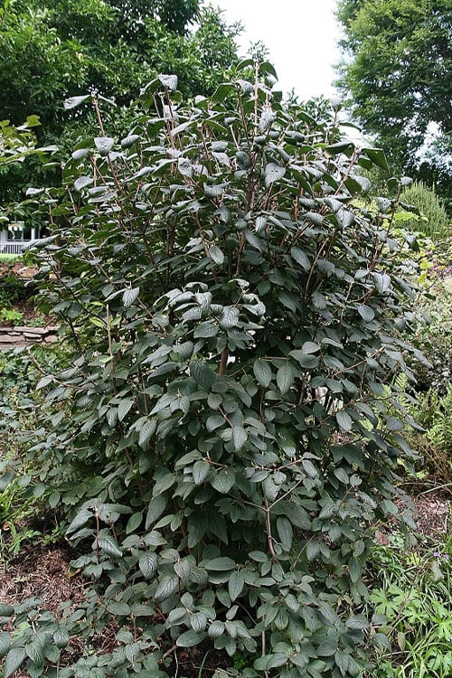  Mohican Arrowwood Viburnum - 6 Gallon Pot (4-5')