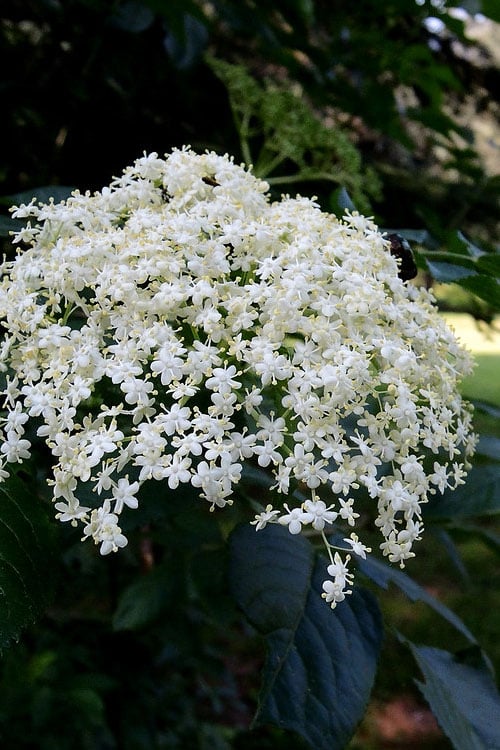  Nannyberry Viburnum - 3 Gallon Pot