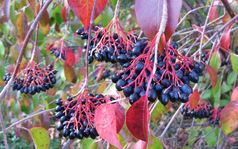  Nannyberry Viburnum - 3 Gallon Pot