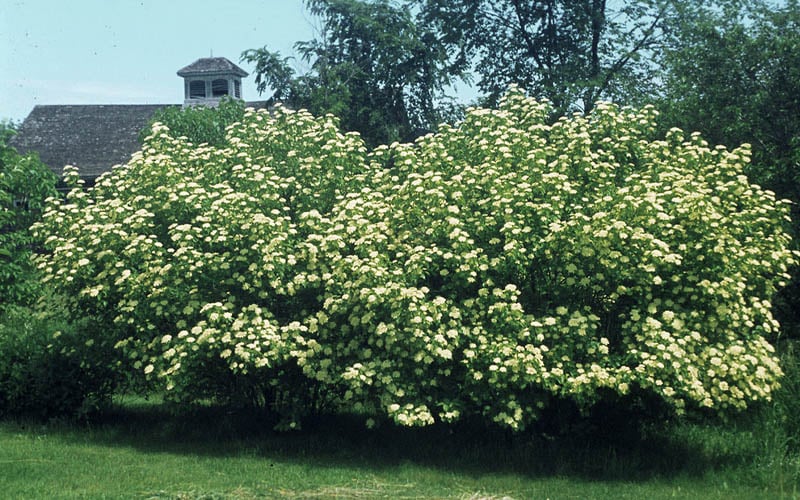  Nannyberry Viburnum - 3 Gallon Pot
