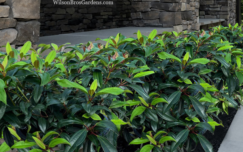  Moonlit Lace Viburnum - 2 Gallon Pot