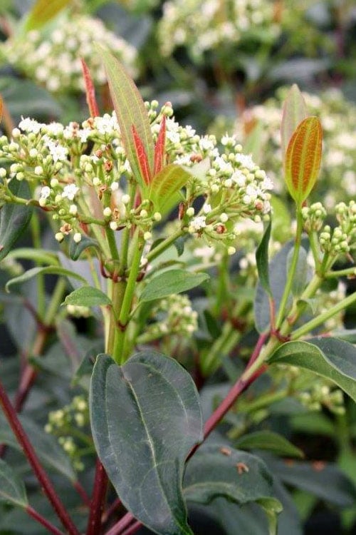  Moonlit Lace Viburnum - 7 Gallon Pot