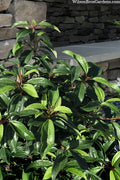  Moonlit Lace Viburnum - 6 Pack Of 1 Gallon Pots