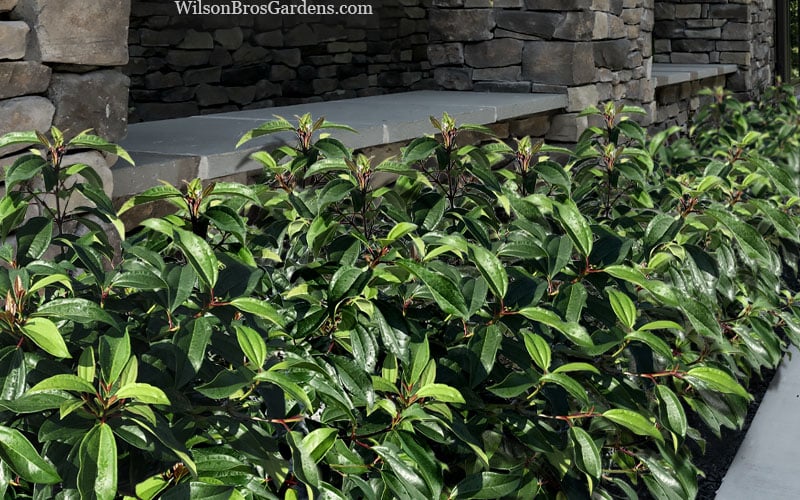  Moonlit Lace Viburnum - 3 Gallon Pot
