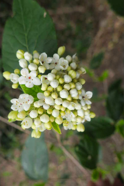  Nantucket Fragrant Snowball Viburnum - 2.5 Gallon Pot
