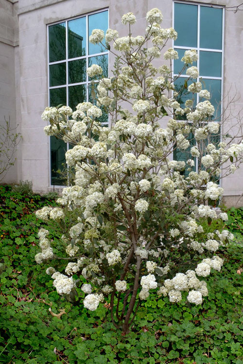  Nantucket Fragrant Snowball Viburnum - 2.5 Gallon Pot