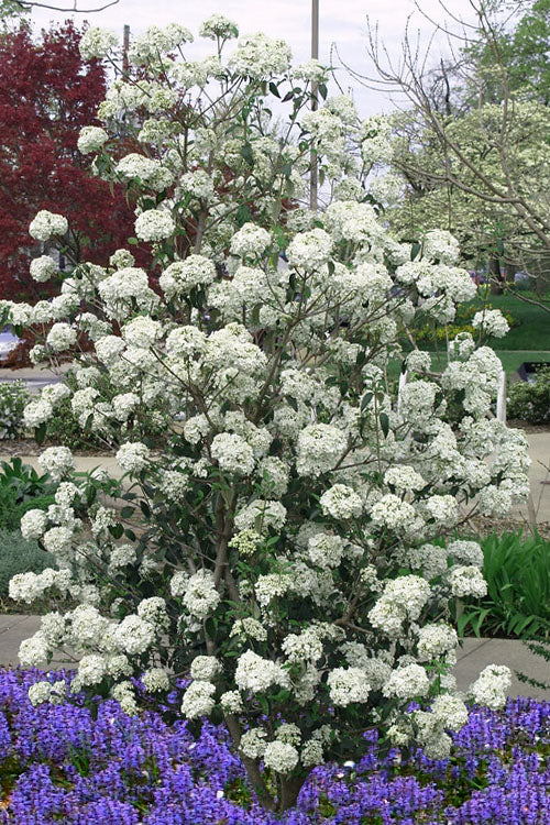  Nantucket Fragrant Snowball Viburnum - 2.5 Gallon Pot