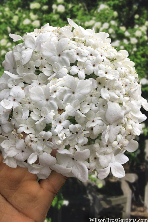  Nantucket Fragrant Snowball Viburnum - 2.5 Gallon Pot