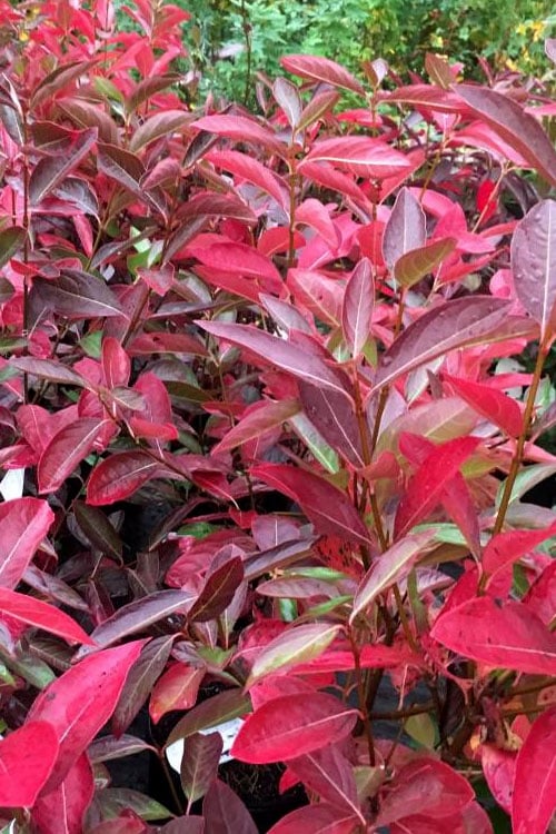  Winterthur Viburnum - 3 Gallon Pot 