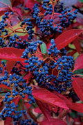  Winterthur Viburnum - 1 Gallon Pot