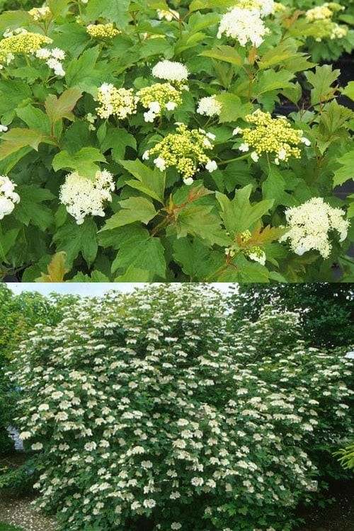  Dwarf European Cranberry Bush - 5 Gallon Pot