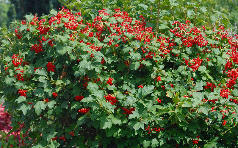  Dwarf European Cranberry Bush - 1 Gallon Pot