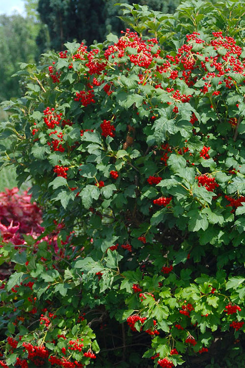  Dwarf European Cranberry Bush - 1 Gallon Pot