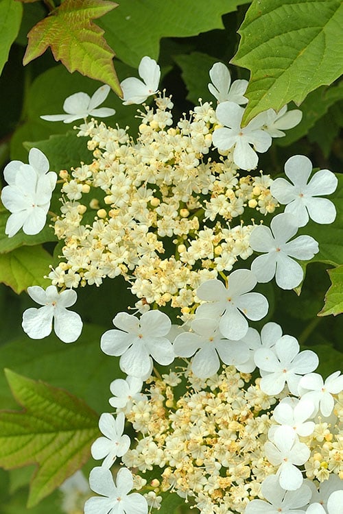  Dwarf European Cranberry Bush - 1 Gallon Pot