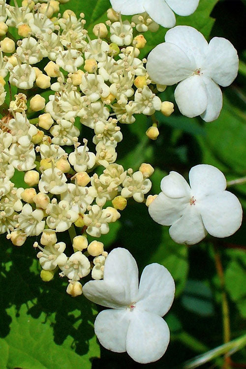  Dwarf European Cranberry Bush - 1 Gallon Pot