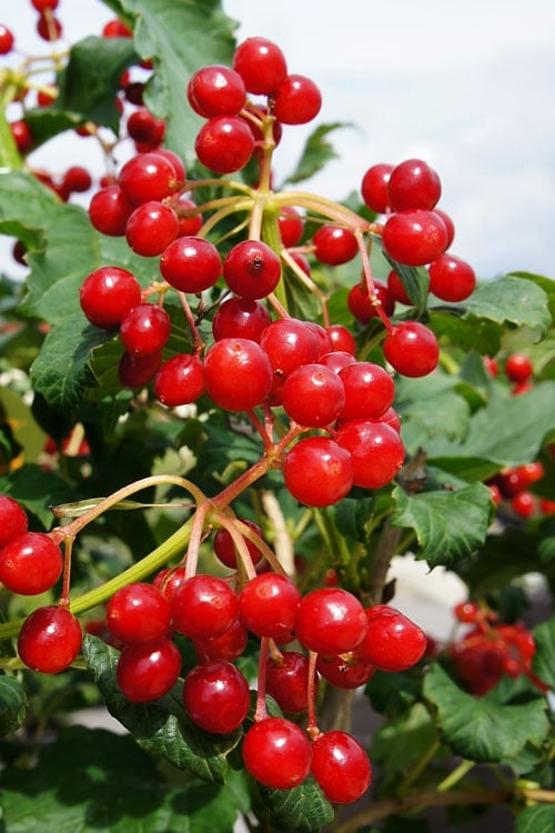  Dwarf European Cranberry Bush - 5 Gallon Pot