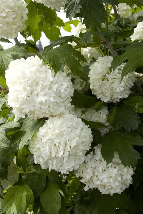  Eastern Snowball Viburnum Bush - 3 Gallon Pot