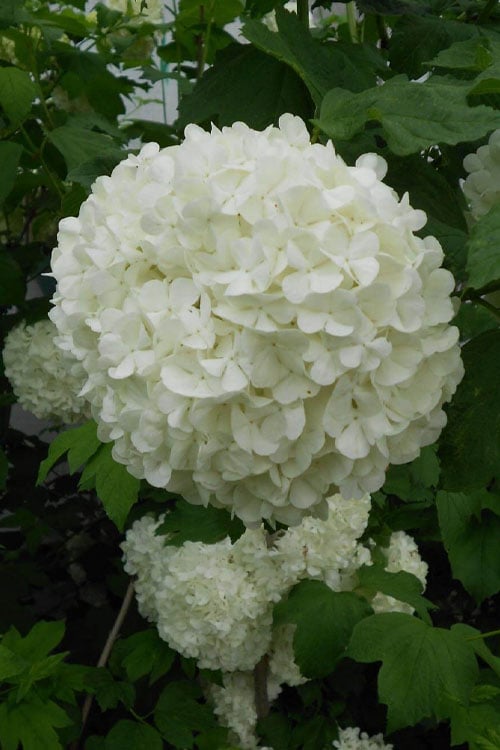  Eastern Snowball Viburnum Bush - 1 Gallon Pot 