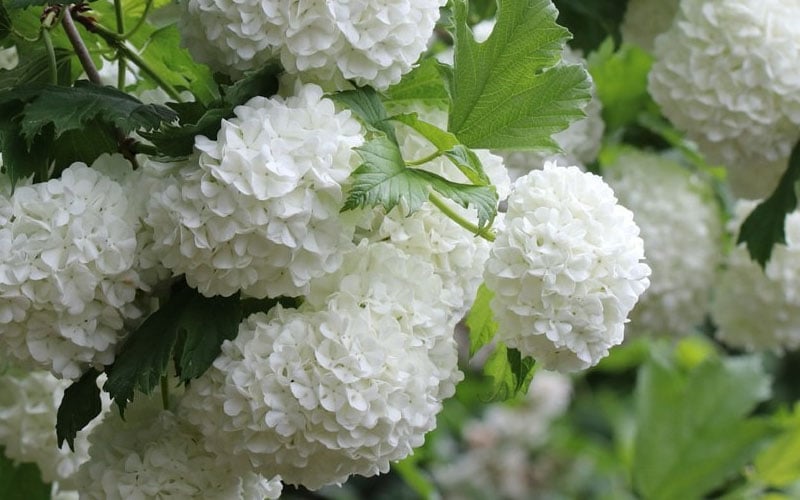  Eastern Snowball Viburnum Bush - 3 Gallon Pot