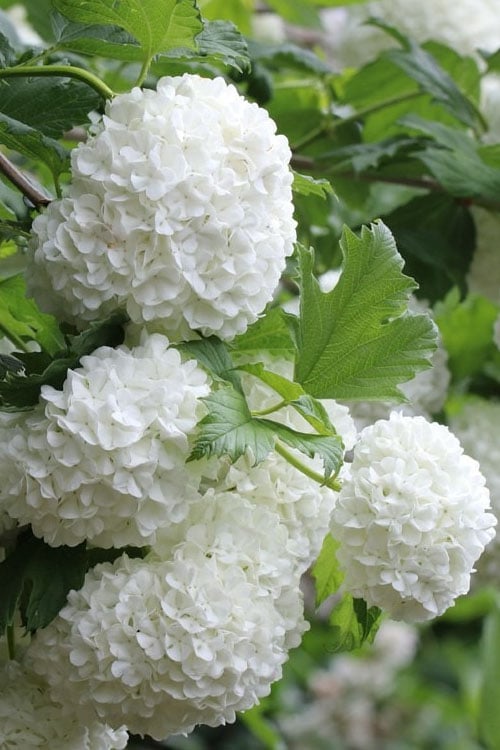  Eastern Snowball Viburnum Bush - 3 Gallon Pot