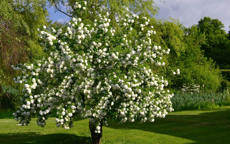  Eastern Snowball Viburnum Bush - 3 Gallon Pot