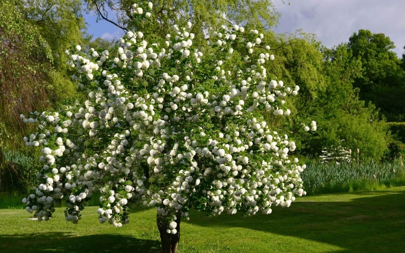 Eastern Snowball Viburnum Bush - 3 Gallon Pot