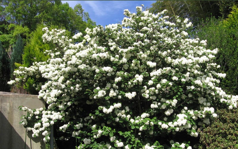  Japanese Snowball Bush (Viburnum Plicatum) - 2 Gallon Pot