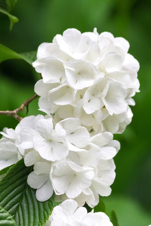  Japanese Snowball Bush (Viburnum Plicatum) - 2 Gallon Pot