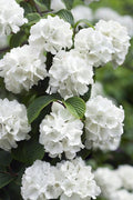  Japanese Snowball Bush (Viburnum Plicatum) - 2 Gallon Pot