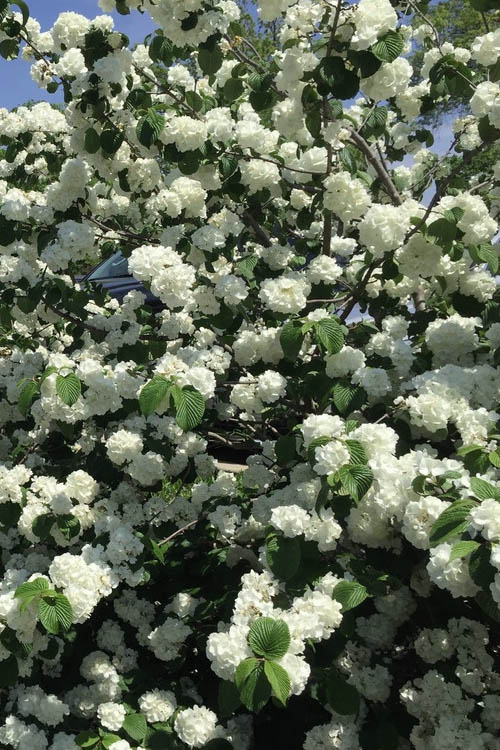  Japanese Snowball Bush (Viburnum Plicatum) - 2 Gallon Pot