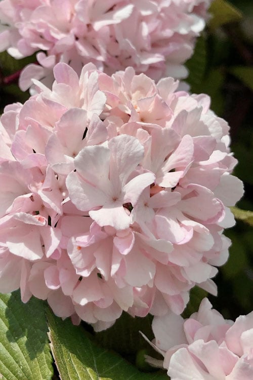  Kern's Pink Snowball Viburnum Bush - 3 Gallon Pot 