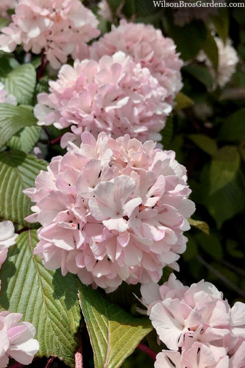  Kern's Pink Snowball Viburnum Bush - 3 Gallon Pot 