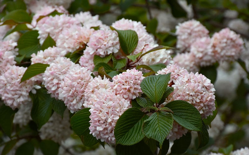  Kern's Pink Snowball Viburnum Bush - 3 Gallon Pot 