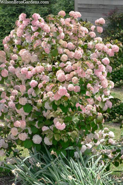 Kern's Pink Snowball Viburnum Bush - 3 Gallon Pot 