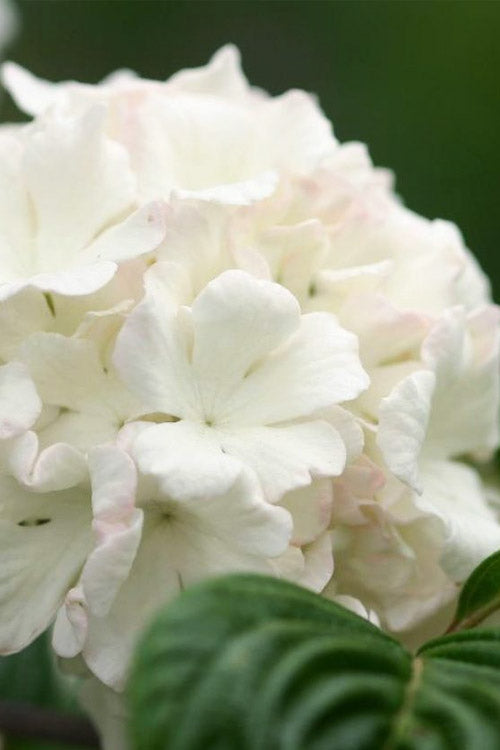  Newport Dwarf Snowball Viburnum Bush - 3 Gallon Pot