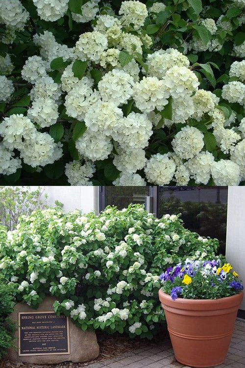  Newport Dwarf Snowball Viburnum Bush - 3 Gallon Pot