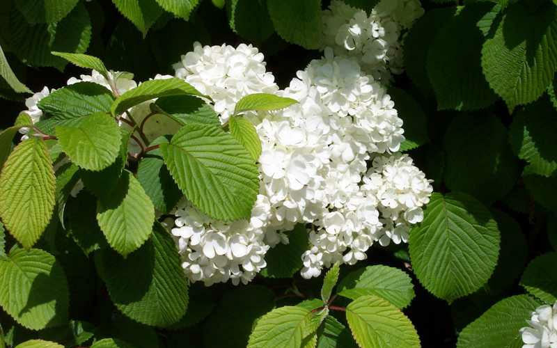  Newport Dwarf Snowball Viburnum Bush - 3 Gallon Pot