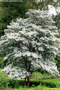  Summer Snowflake Viburnum - 1 Gallon Pot