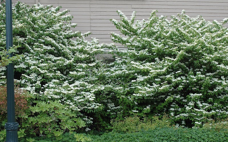  Japanese Doublefile Viburnum - 2 Gallon Pot