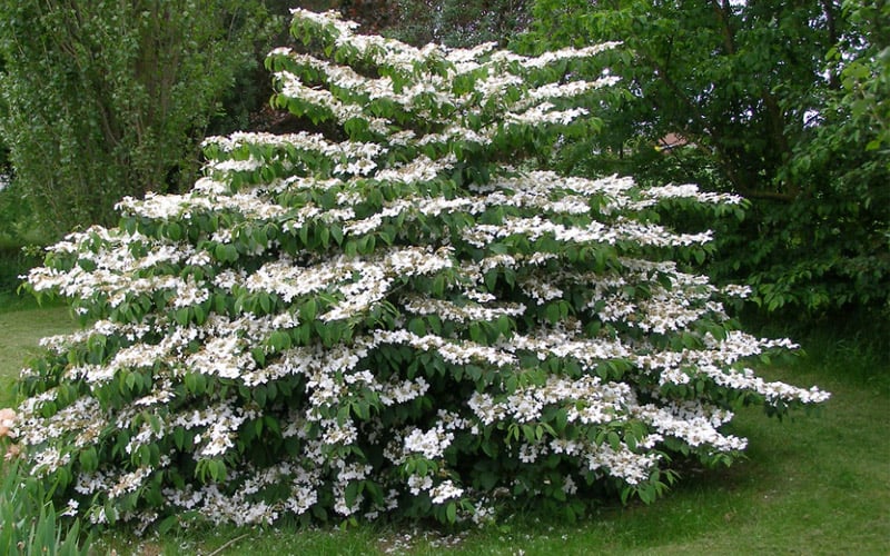  Japanese Doublefile Viburnum - 2 Gallon Pot