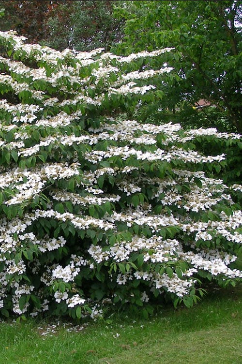  Japanese Doublefile Viburnum - 2 Gallon Pot