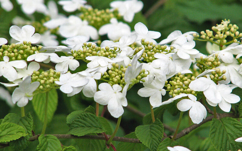  Japanese Doublefile Viburnum - 2 Gallon Pot