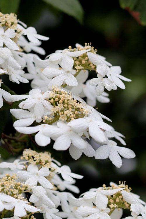  Japanese Doublefile Viburnum - 2 Gallon Pot
