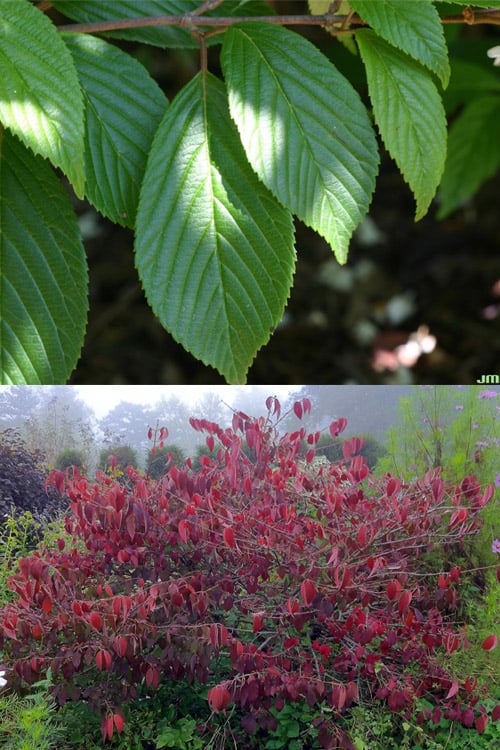  Japanese Doublefile Viburnum - 2 Gallon Pot
